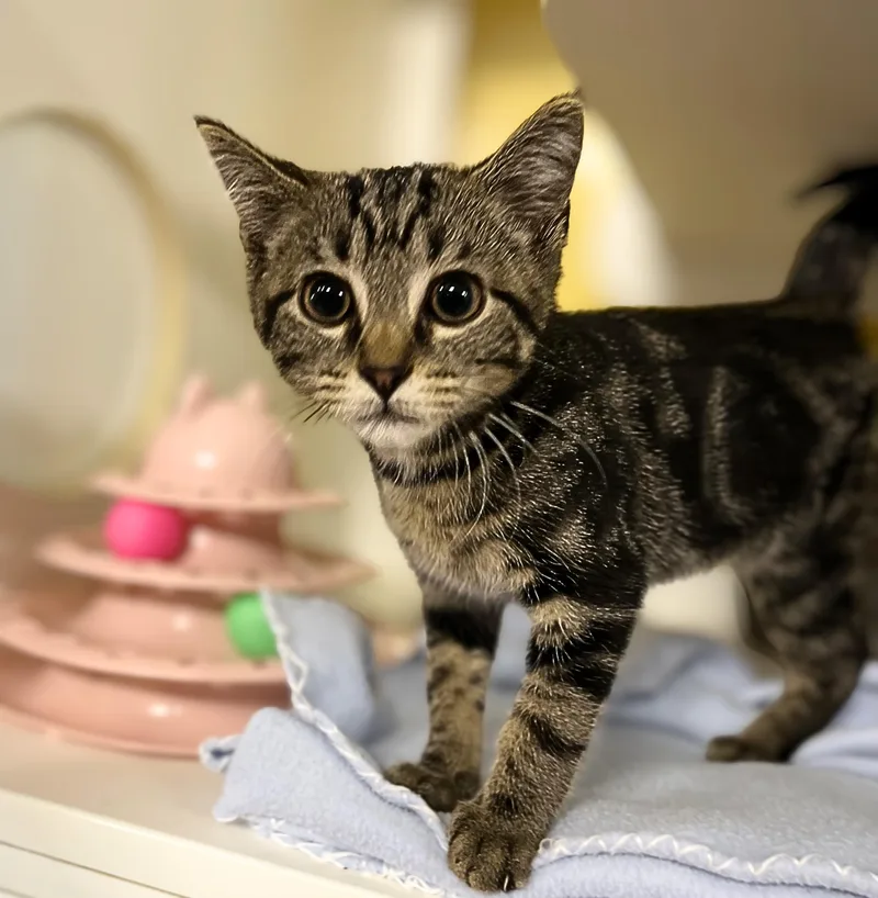 A baby medium-sized male Tabby (Brown / Chocolate) Domestic Short Hair cat named Squirt for adoption in Seville, OH