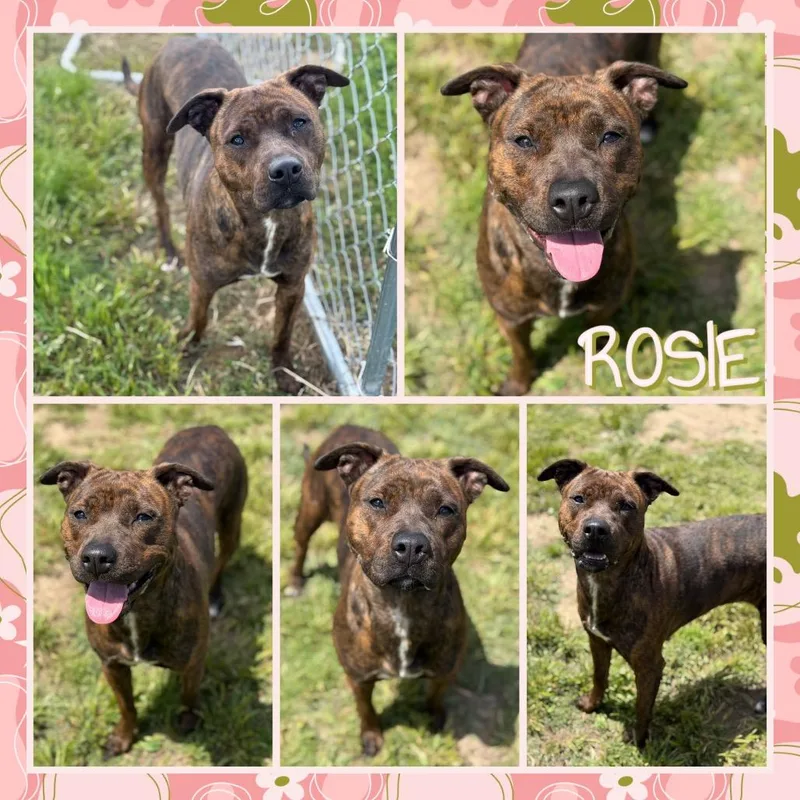 An adult medium-sized female Brown / Chocolate Pit Bull Terrier dog named Rosie for adoption in Fort Smith, AR