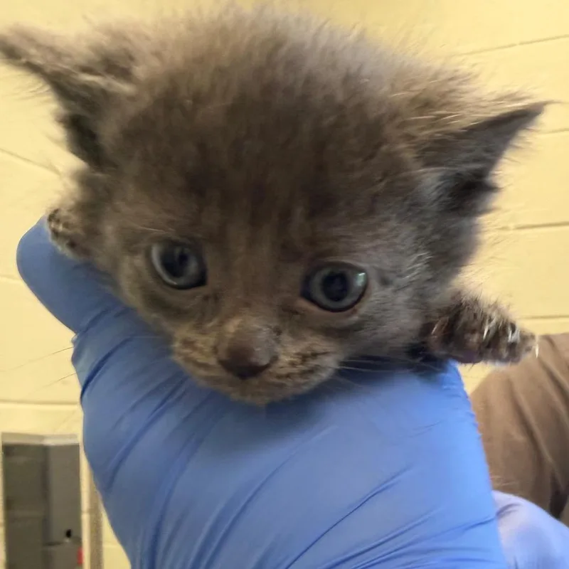 A baby small-sized female Gray / Blue / Silver Domestic Short Hair cat named Hackney for adoption in Charlottesville, VA