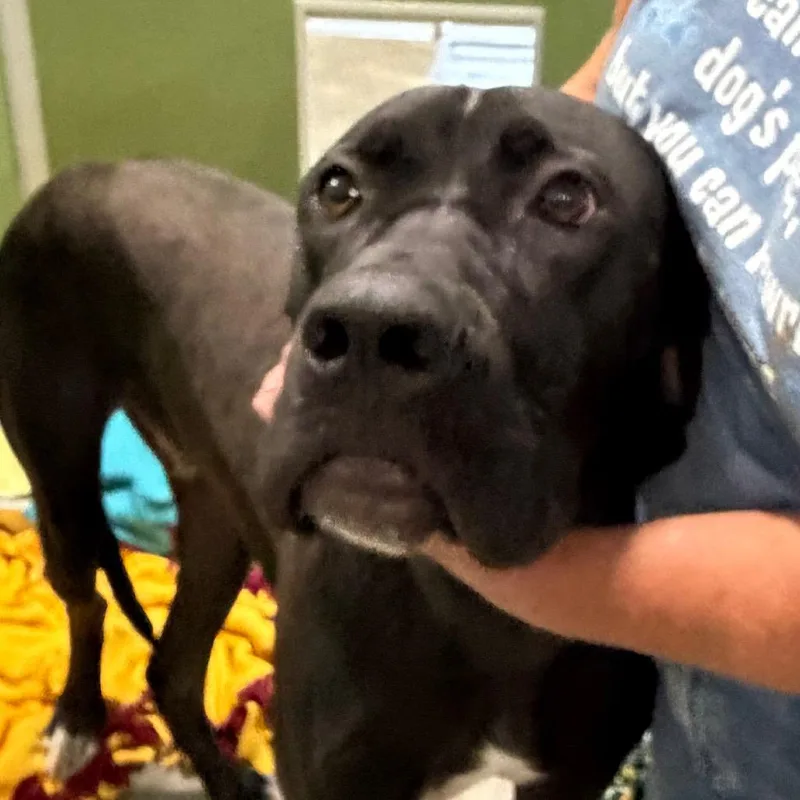 An adult extra large-sized male Black Great Dane dog named Nelson  Missouri for adoption in Peyton, CO