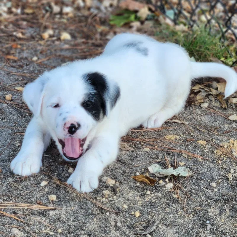 A baby medium-sized male White / Cream Mixed Breed dog named Chevron for adoption in Raleigh, NC