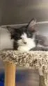 A baby small-sized female Black Domestic Medium Hair cat named Marvina for adoption in Atlanta, GA