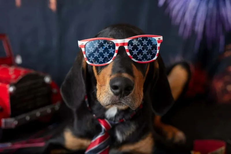 A baby large-sized male Tricolor (Brown, Black, & White) Coonhound dog named Squirrel for adoption in WARNER ROBINS, GA