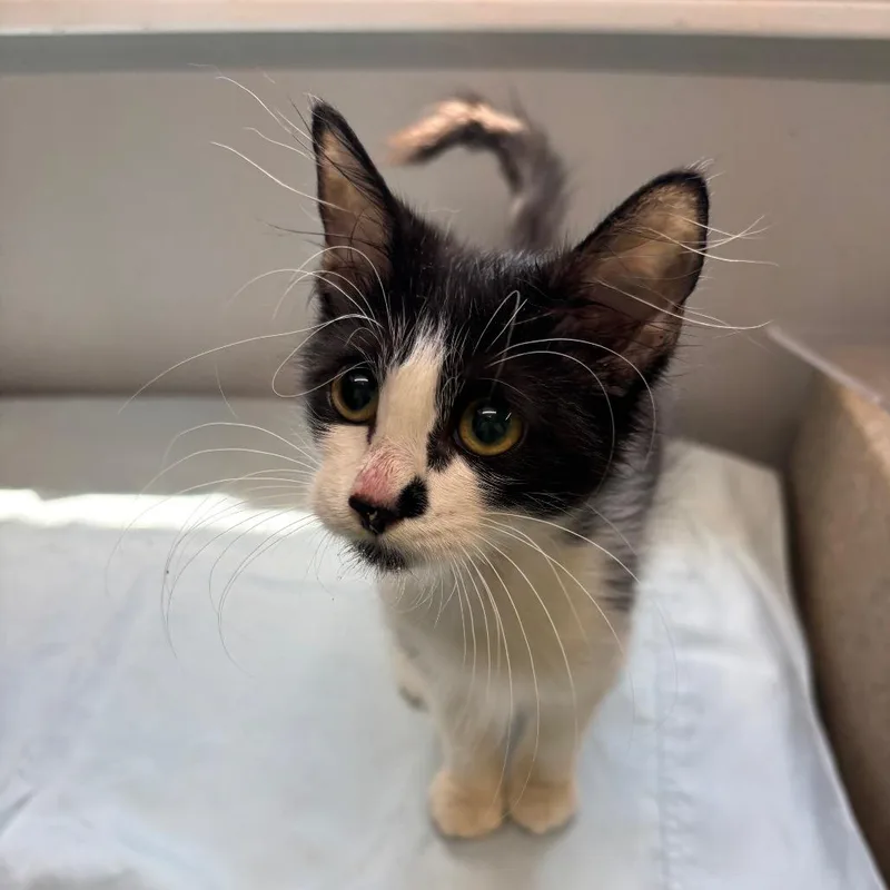 A baby small-sized female Domestic Medium Hair cat named Oogie Boogie for adoption in Springtown, TX
