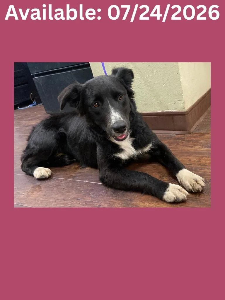 A young medium-sized female Border Collie dog named Dog Kennel Lucy for adoption in Greenville, TX