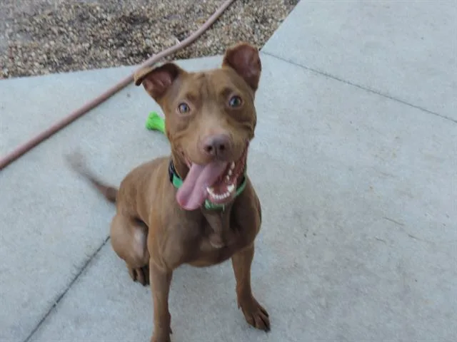 A young medium-sized male Mixed Breed dog named Gideon for adoption in Jacksonville, FL