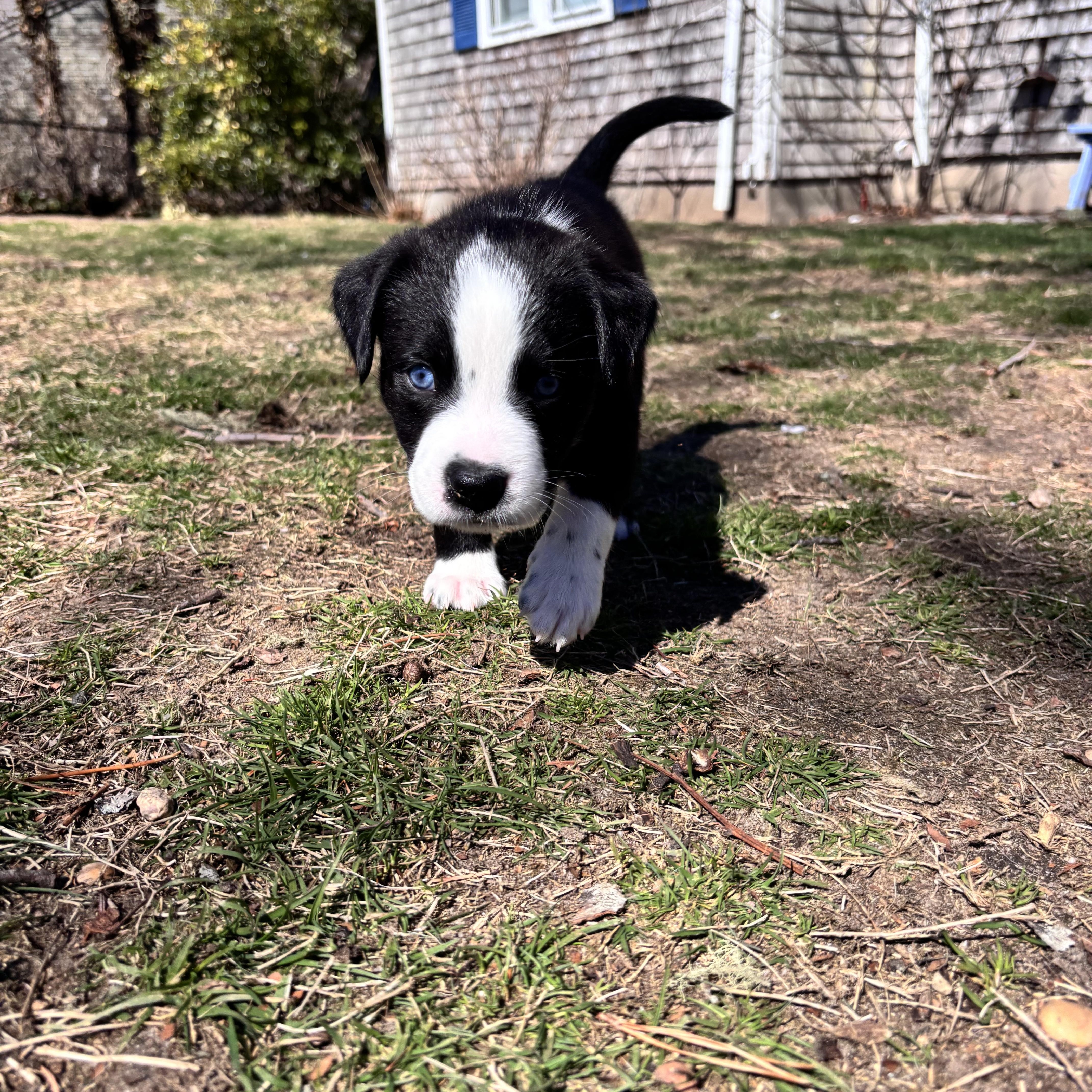 Dangle Skates ~ Local thumbnail 2