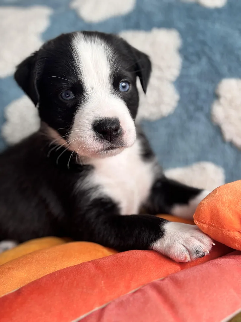 Dangle Skates ~ Local thumbnail 3