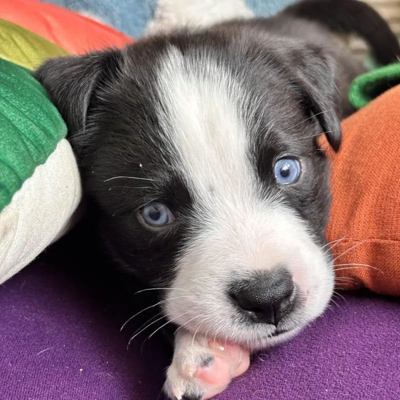 A baby medium-sized male Black Black Labrador Retriever dog named Dangle Skates ~ Local for adoption in Andover, MA
