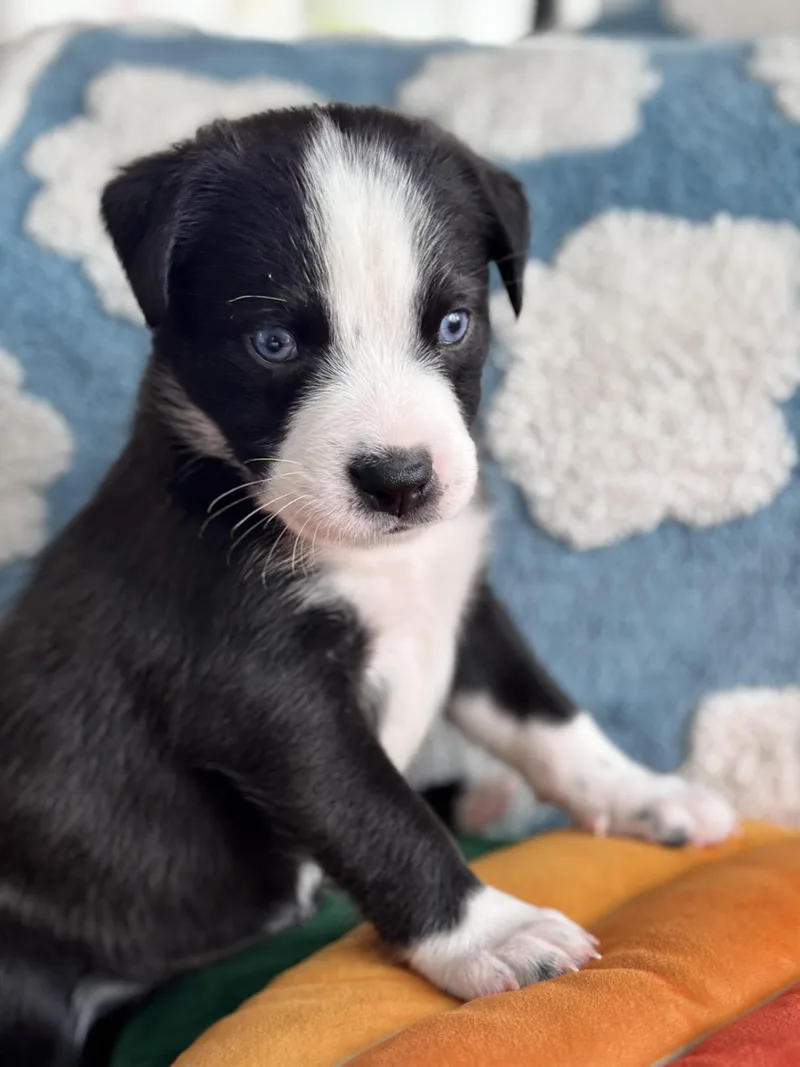 Dangle Skates ~ Local thumbnail 5