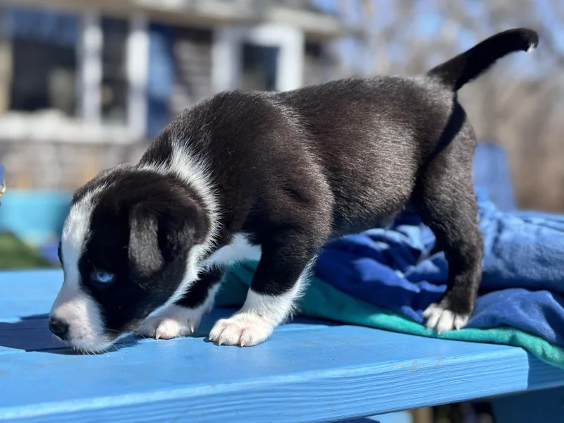 Dangle Skates ~ Local thumbnail 6