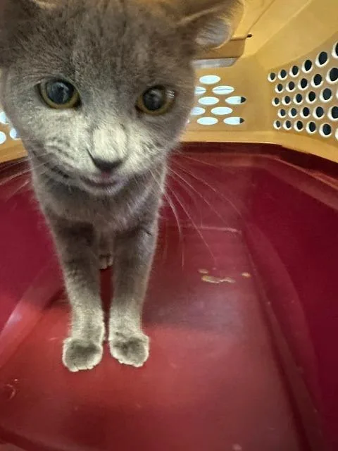 A baby medium-sized female Domestic Short Hair cat named Lil Bit for adoption in Rome, GA