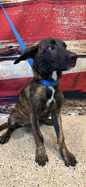 A baby small-sized male Belgian Shepherd / Malinois dog named Thomas for adoption in Miami, FL