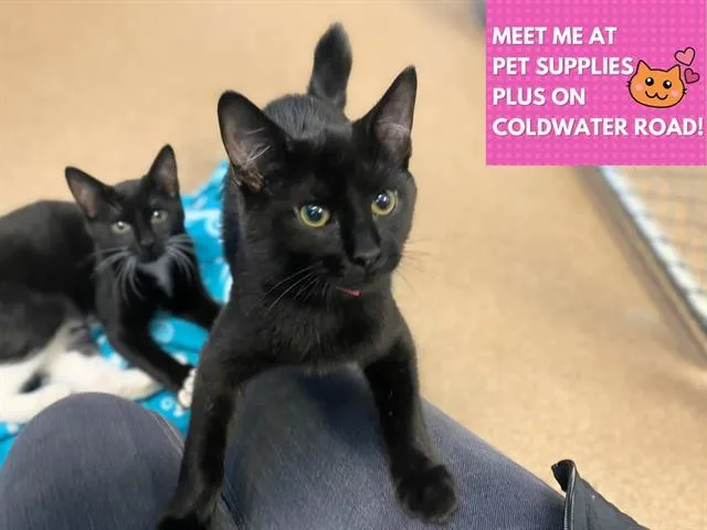 A baby small-sized female Domestic Short Hair cat named Cinder for adoption in Fort Wayne, IN