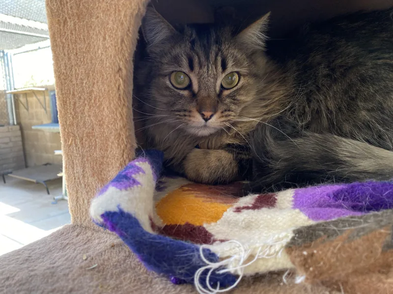 An adult medium-sized male Tabby (Brown / Chocolate) Domestic Long Hair cat named Forrest for adoption in Phoenix, AZ