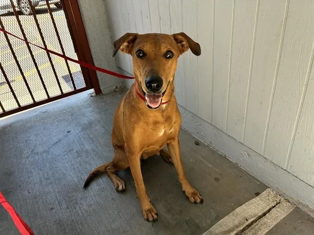 A young large-sized female Redbone Coonhound dog named Adelaide for adoption in Mesa, AZ
