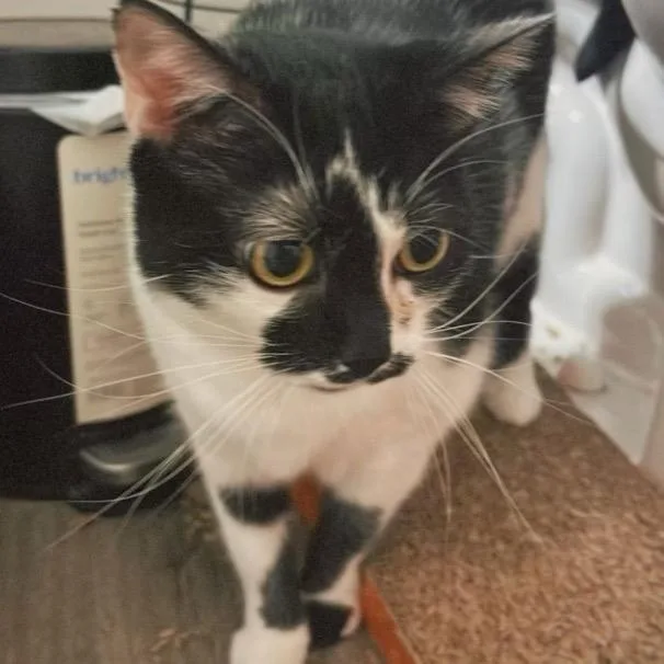 An adult small-sized female Domestic Short Hair cat named Kaia for adoption in Woodstock, GA