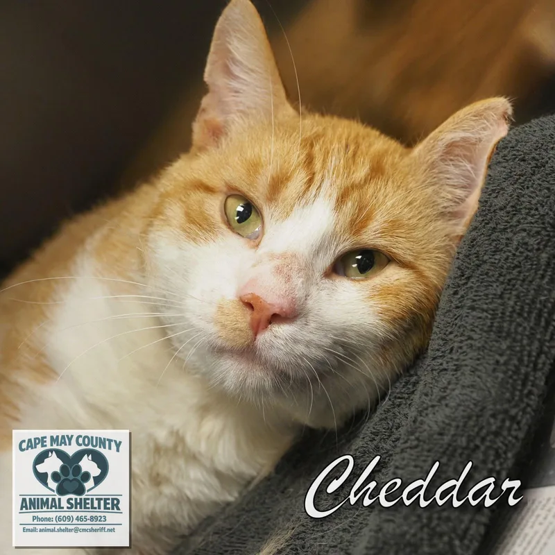 A young medium-sized male Domestic Short Hair cat named Cheddar for adoption in Cape May Court House, NJ