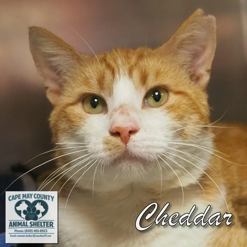 Cheddar thumbnail 2