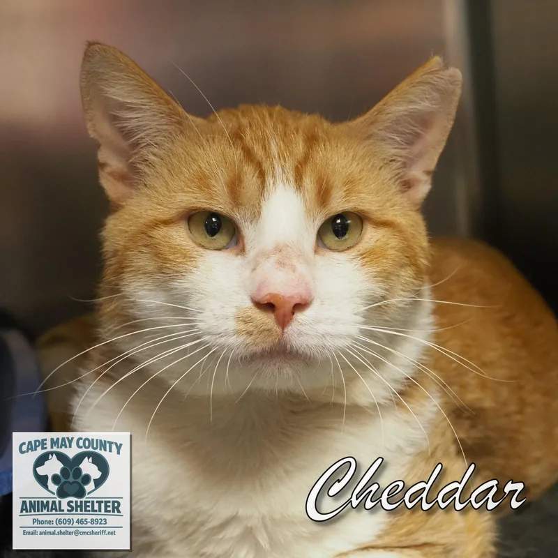 Cheddar thumbnail 3