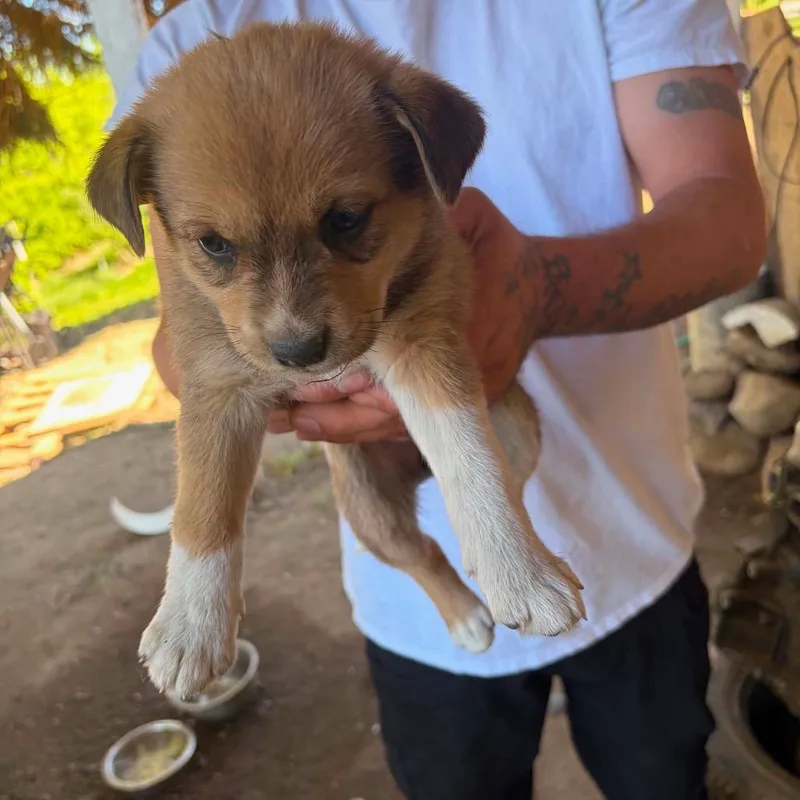A baby medium-sized female Brown / Chocolate Husky dog named Aubrey for adoption in Tacoma, WA