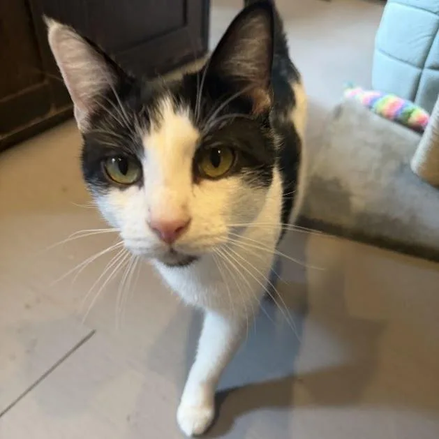 A young small-sized male Black Domestic Short Hair cat named Dale for adoption in Chantilly, VA