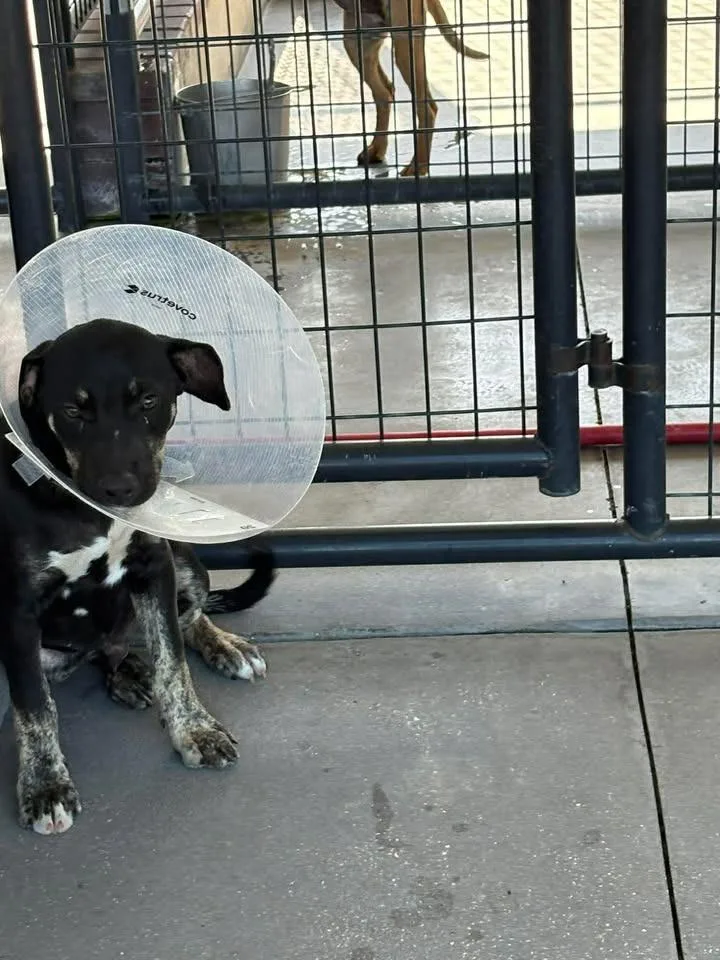 A baby medium-sized male Mixed Breed dog named Lotso for adoption in Ocala, FL