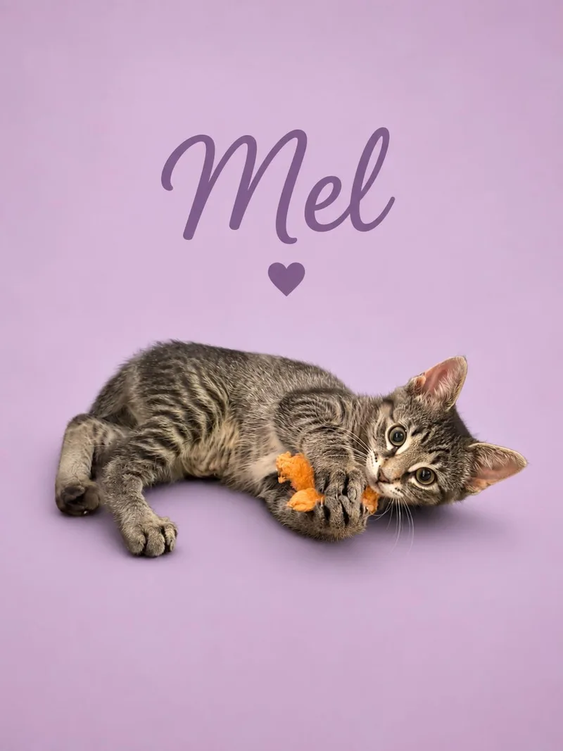 A baby medium-sized female Tabby cat named Dana for adoption in Greenville, DE