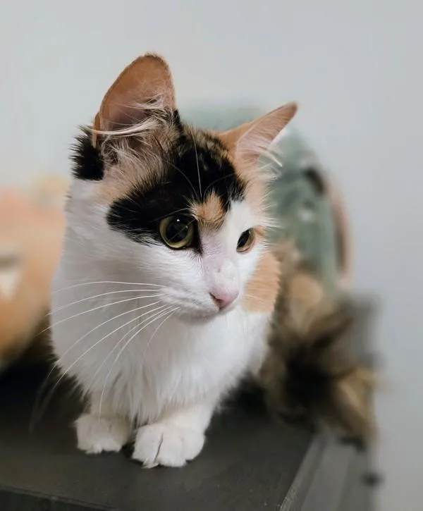 A young medium-sized female Domestic Medium Hair cat named Idora for adoption in Vallejo, CA