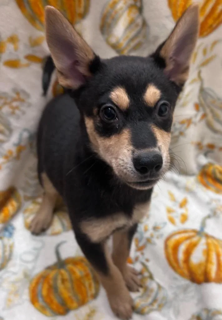 A baby small-sized female Chow Chow dog named Nessie for adoption in Madison, GA