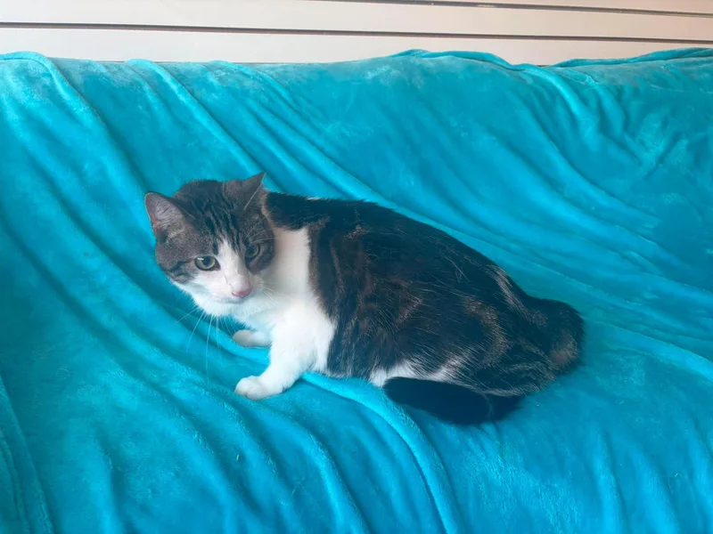 A young extra large-sized male Domestic Short Hair cat named Weasel for adoption in New Baltimore, MI