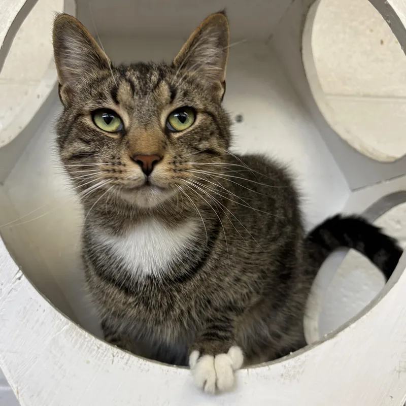 A young medium-sized male Tabby (Brown / Chocolate) Domestic Short Hair cat named Biscuit for adoption in Wantagh, NY