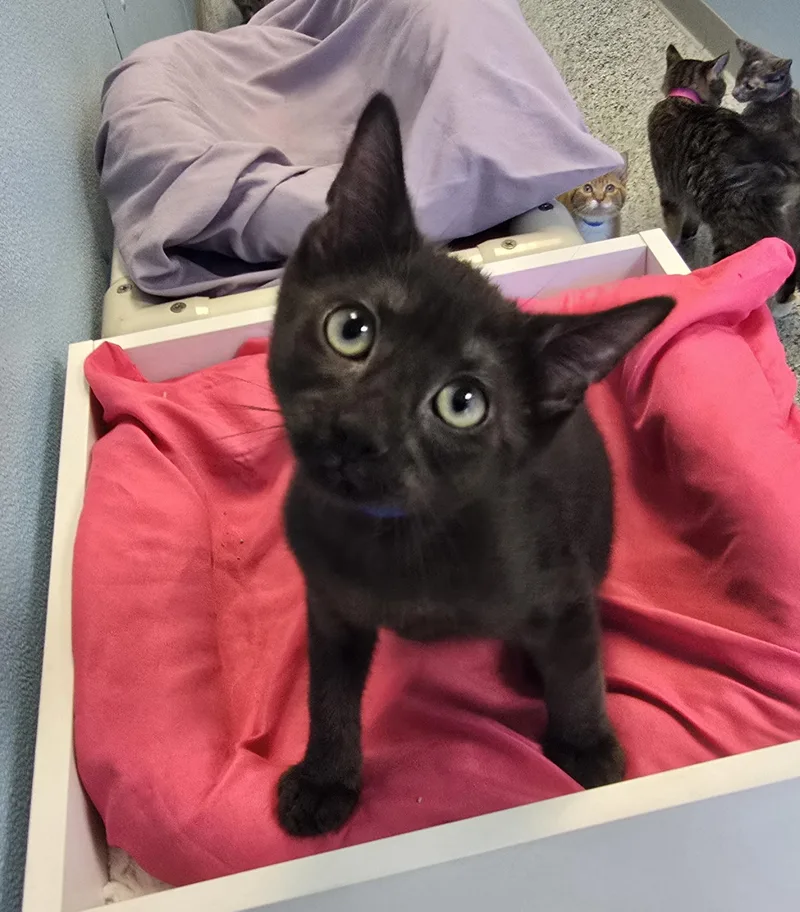 A baby medium-sized male Black Domestic Short Hair cat named Breeze for adoption in Farmington, MO
