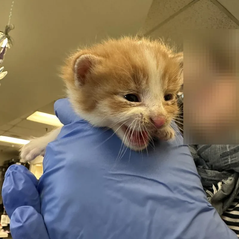 A baby small-sized male Orange / Red Domestic Short Hair cat named Taquito Dorado for adoption in Los Angeles, CA