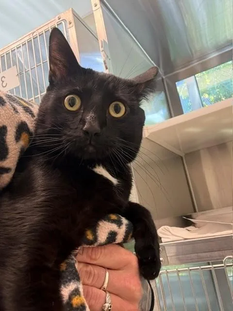 An adult large-sized male Domestic Short Hair cat named Campbell for adoption in Brighton, CO