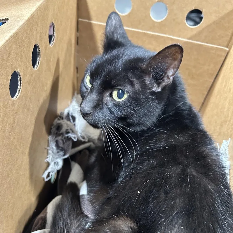 An adult medium-sized female Black Domestic Short Hair cat named Echo for adoption in Tampa, FL