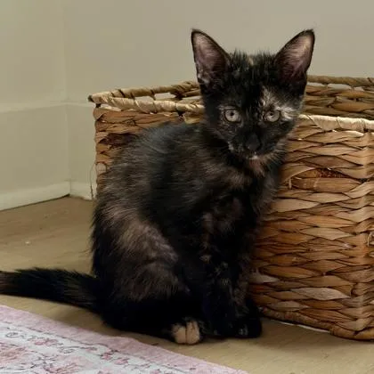 A baby small-sized female Black Domestic Short Hair cat named Maryann for adoption in Atlanta, GA