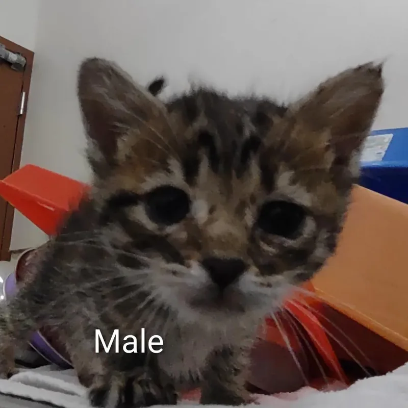 A baby small-sized male Brown / Chocolate Domestic Short Hair cat named Huggie for adoption in Upland, CA