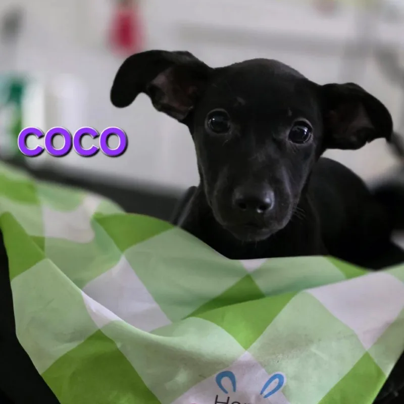 A baby small-sized female Yellow / Tan / Blond / Fawn Mixed Breed dog named Coco for adoption in Rockville, MD