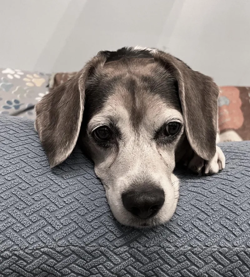 A senior medium-sized male Tricolor (Brown, Black, & White) Beagle dog named Bubba for adoption in Tomball, TX