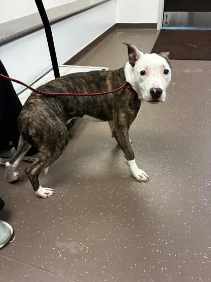 An adult medium-sized male Mixed Breed dog named Ace for adoption in South Bend, IN