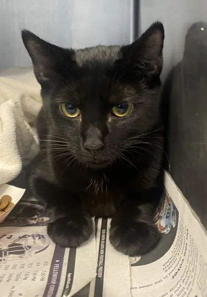 An adult medium-sized female Domestic Short Hair cat named Galleria for adoption in Chamblee, GA