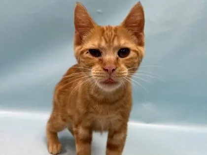 A baby small-sized female Domestic Short Hair cat named Elena for adoption in Coon Rapids, MN