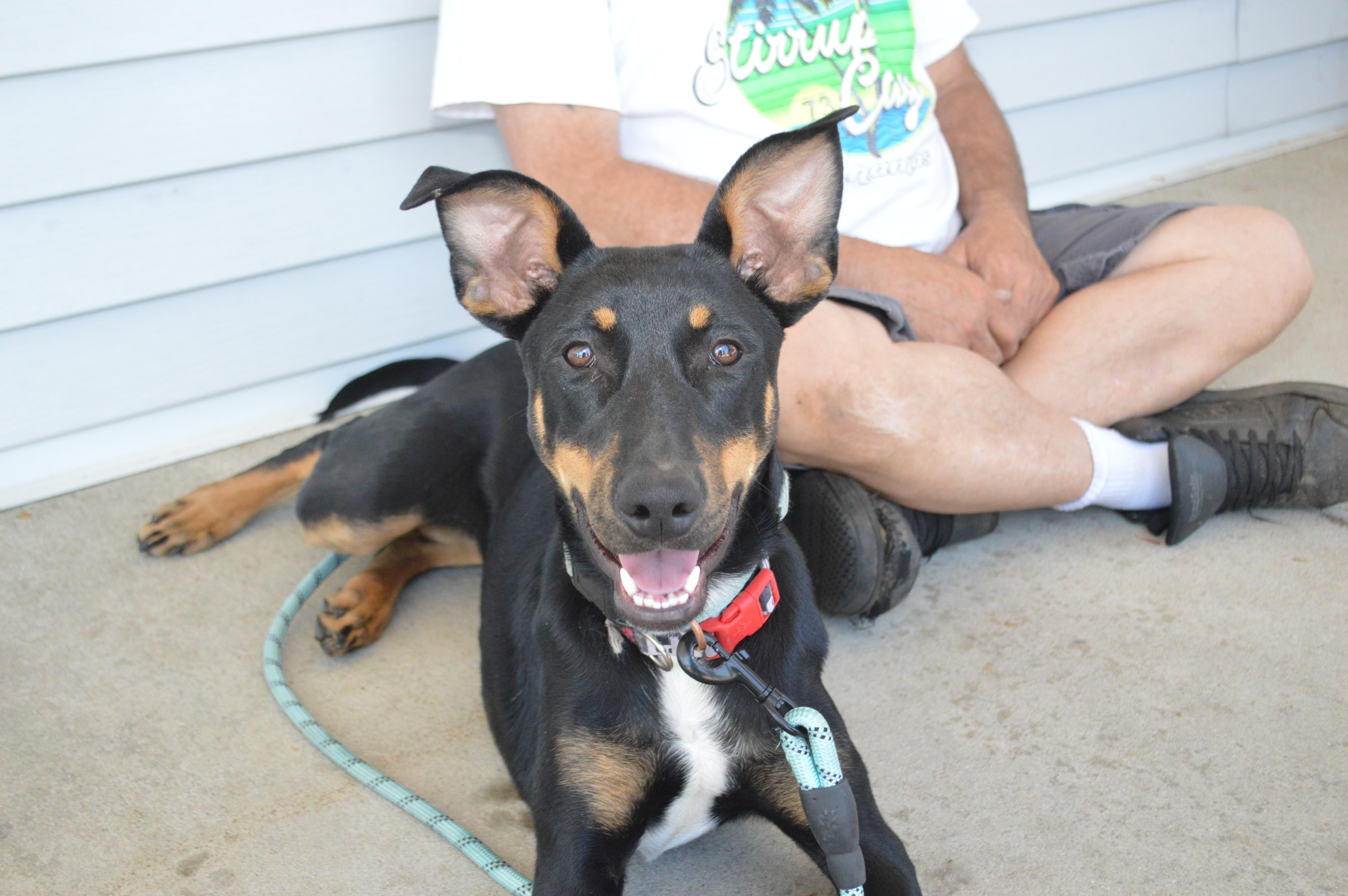 A baby medium-sized female Bicolor Doberman Pinscher dog named Mindy for adoption in East Haddam, CT