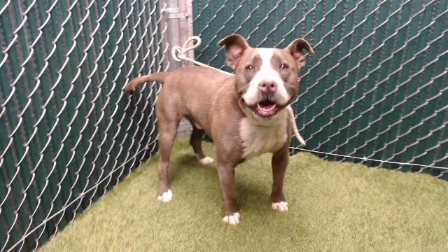 An adult medium-sized male Pit Bull Terrier dog named Biggie for adoption in Downey, CA