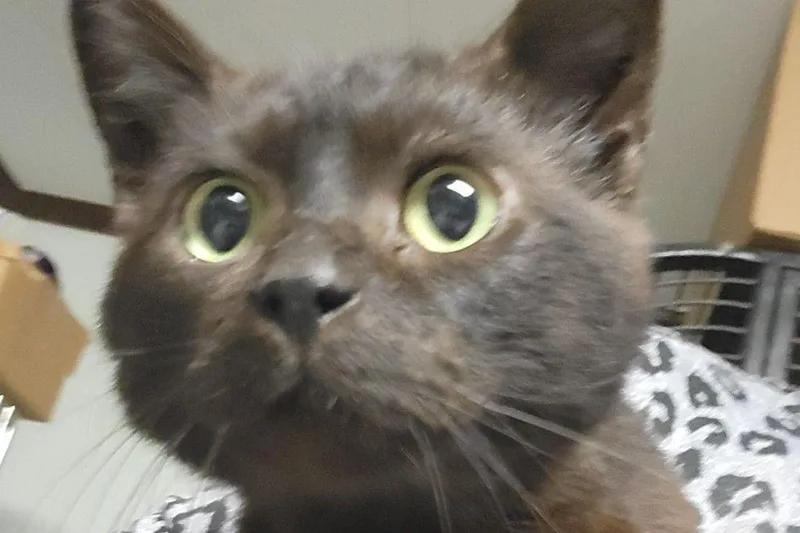 An adult medium-sized male Domestic Short Hair cat named Labubu for adoption in Waverly, NY
