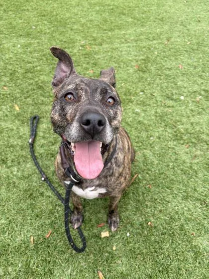 An adult large-sized female Catahoula Leopard Dog dog named Nala for adoption in Daytona Beach, FL