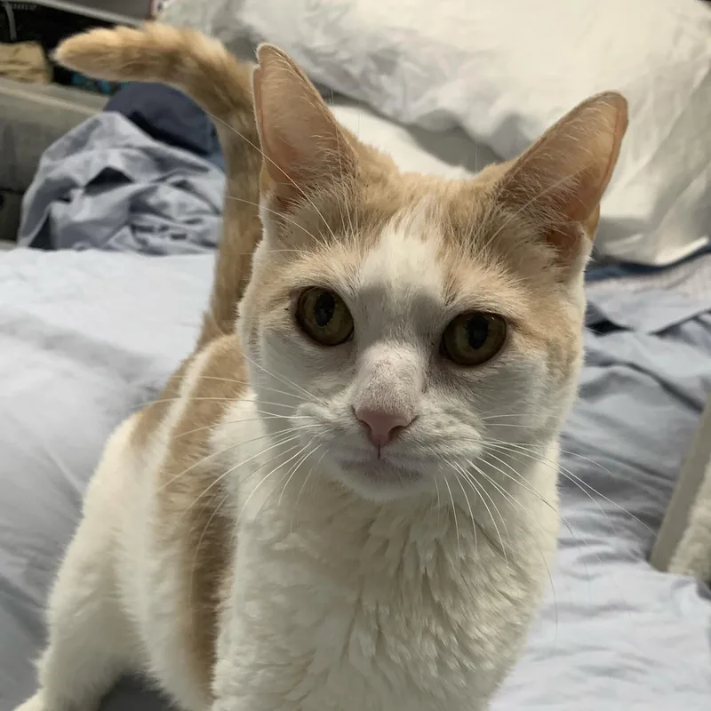 A senior medium-sized female Buff & White Domestic Short Hair cat named Sweet Kisses searching for adoption in Stamford, CT
