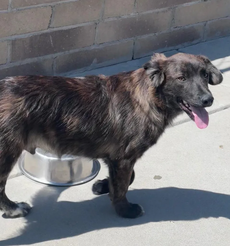 A baby medium-sized male Cattle Dog dog named Snazz for adoption in Fort Lupton, CO