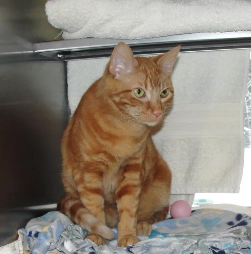 An adult medium-sized male Orange / Red Domestic Short Hair cat named Mandrake for adoption in Plover, WI